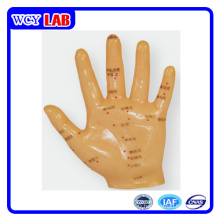 Hand Acupuncture Model 13cm